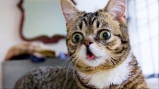 Lil Bub, uno dei gatti più famosi di Internet, è morto a otto anni