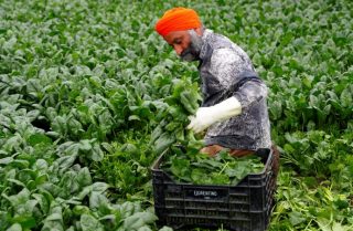 Il Papa sostiene indirettamente misure per proteggere i lavoratori agricoli sfruttati